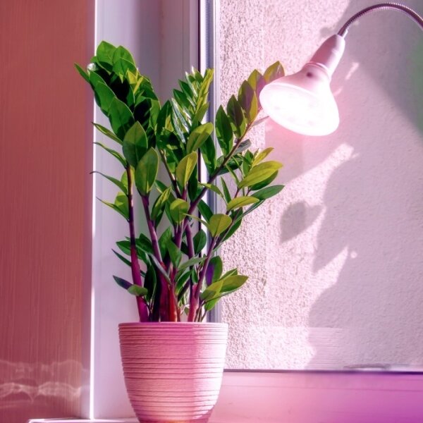 LED žiarovka PLANTY E27/7W/230V 1200K biela na rast rastlín