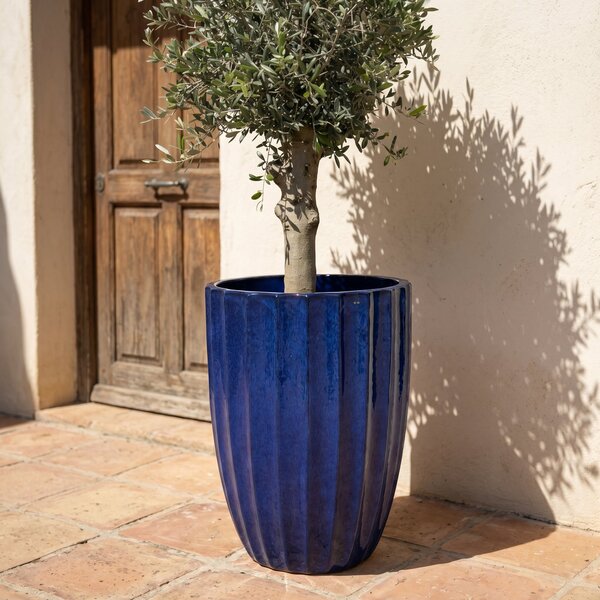 Olivovník (silný kmeň) v kvetináči HUGO 55×71cm — Kobaltovo Modrá