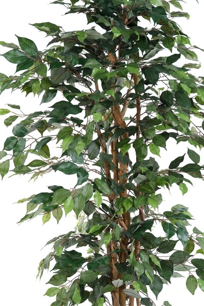 ArtTree s.r.o. Fikus zelený klasik 160 cm