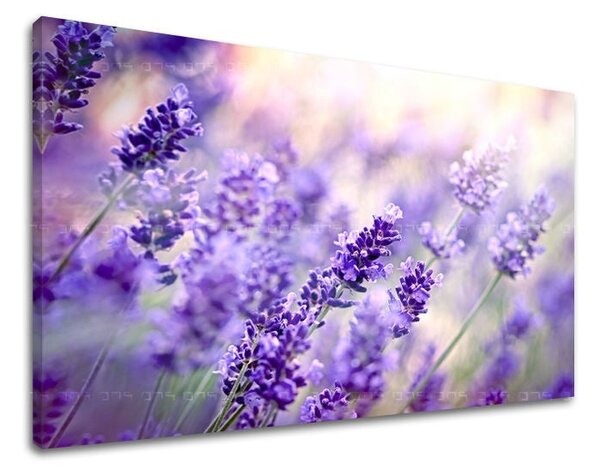 Obraz na stenu KVETY - 20x30 cm