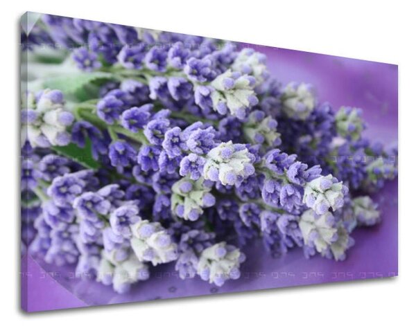 Obraz na stenu KVETY - 20x30