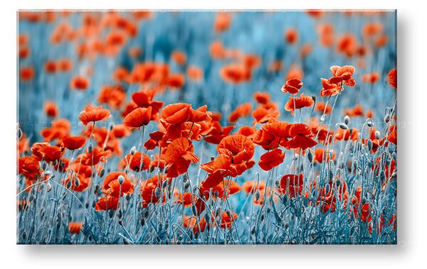 Obraz na stenu ČERVENÉ KVETY_159-11 - 20x30 cm