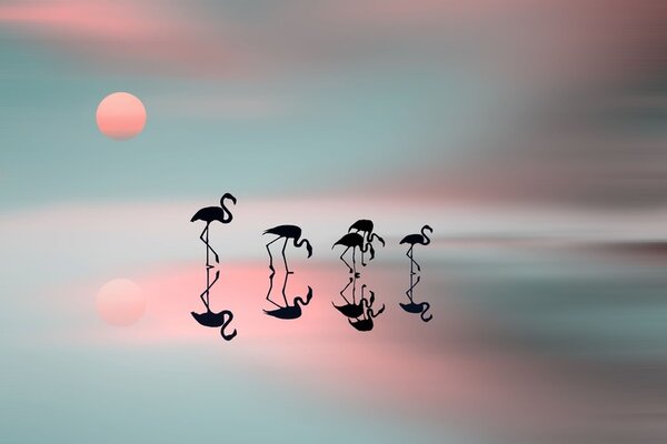Umelecká fotografie Family flamingos, Natalia Baras, (40 x 26.7 cm)