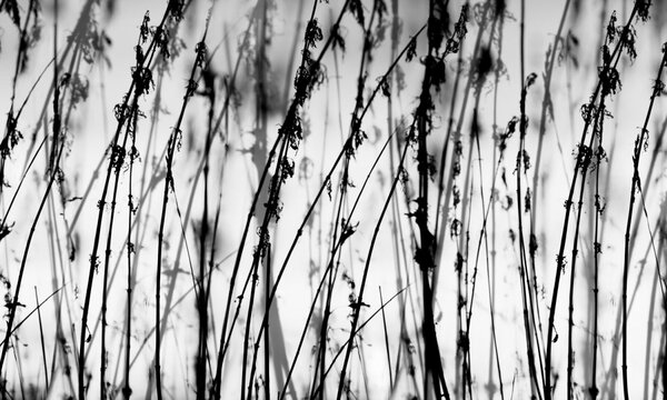 DIMEX | Dibond doska za kuchynskú linku | DBW-10060-137 Čiernobiela tráva | 100 x 60 cm