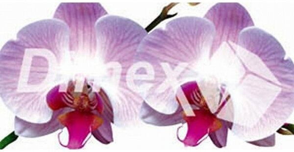 DIMEX | Obraz na skle | Orchidea GL-60-008 | 60 x 30 cm
