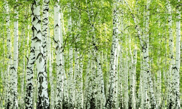 DIMEX | Dibond doska za kuchynskú linku | DBW-10060-193 Jarný brezový háj | 100 x 60 cm
