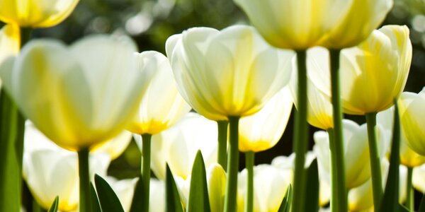 DIMEX | Dibond doska za kuchynskú linku | DBW-08040-009 Biele tulipány| 80 x 40 cm