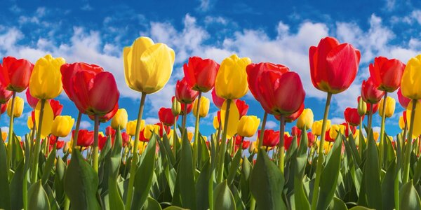 DIMEX | Dibond doska za kuchynskú linku | DBW-08040-131 Pole tulipánov| 80 x 40 cm