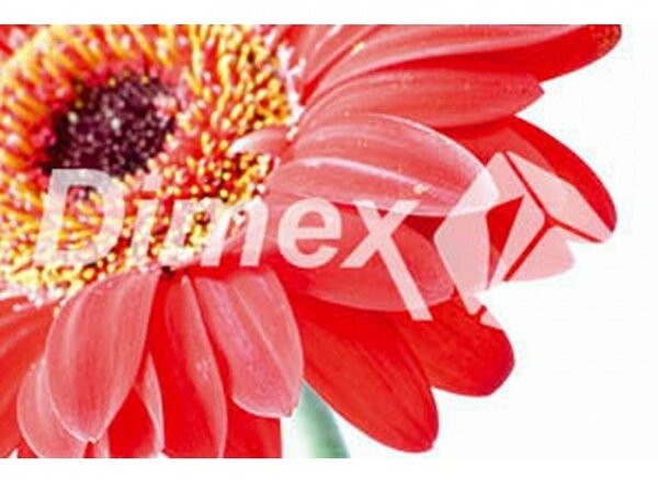 DIMEX | Obraz na skle | Gerbera GL-45-008 | 45 x 30 cm