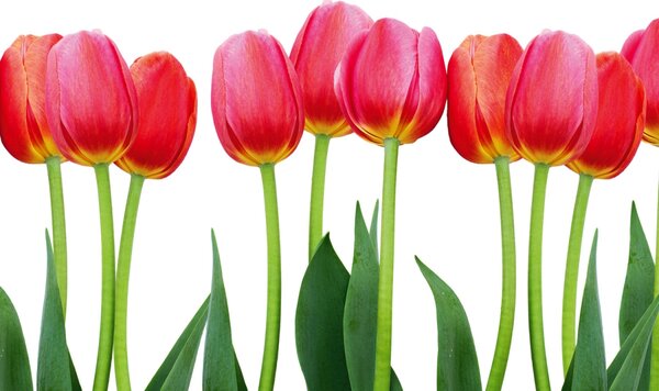 DIMEX | Dibond doska za kuchynskú linku | DBW-10060-058 Tulipány | 100 x 60 cm