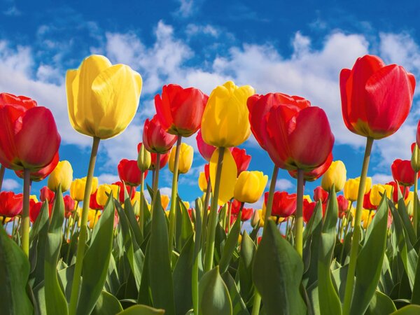 DIMEX | Dibond doska za kuchynskú linku | DBW-08060-131 Pole tulipánov | 80 x 60 cm