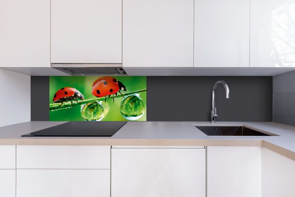 DIMEX | Dibond doska za kuchynskú linku | DBW-08040-015 Lienka| 80 x 40 cm