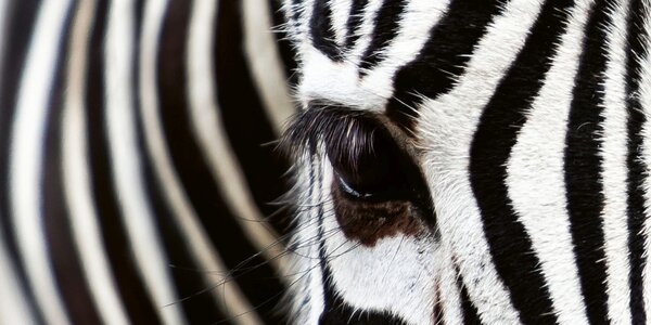 DIMEX | Dibond doska za kuchynskú linku | DBW-08040-016 Zebra| 80 x 40 cm