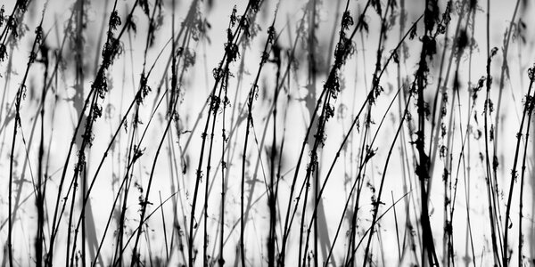 DIMEX | Dibond doska za kuchynskú linku | DBW-08040-137 Čiernobiela tráva| 80 x 40 cm
