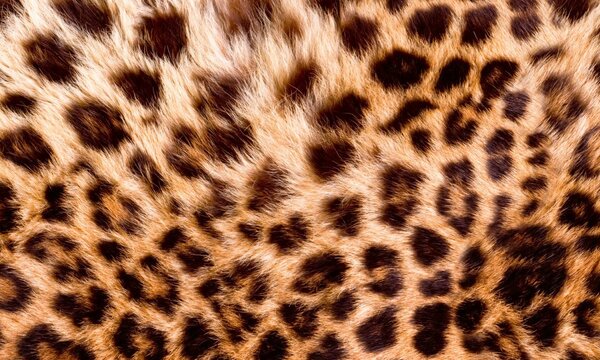 DIMEX | Dibond doska za kuchynskú linku | DBW-10060-069 Leopardia koža | 100 x 60 cm