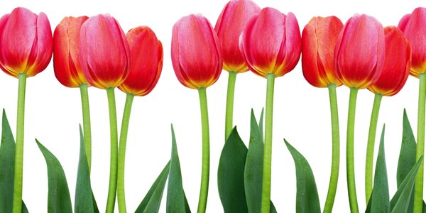DIMEX | Dibond doska za kuchynskú linku | DBW-08040-058 Tulipány| 80 x 40 cm