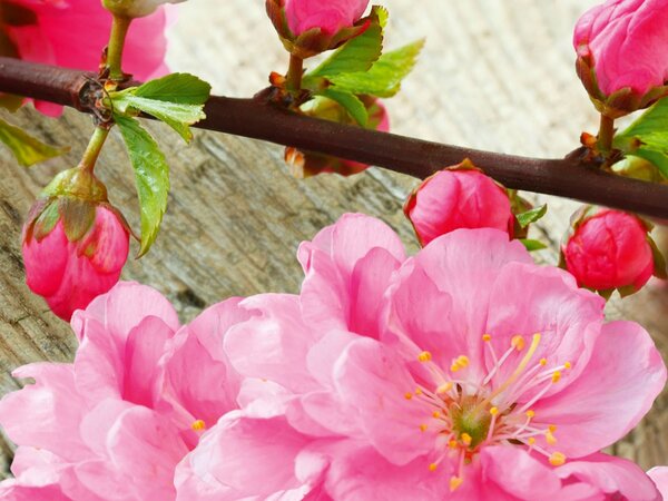 DIMEX | Dibond doska za kuchynskú linku | DBW-08060-053 Sakura | 80 x 60 cm