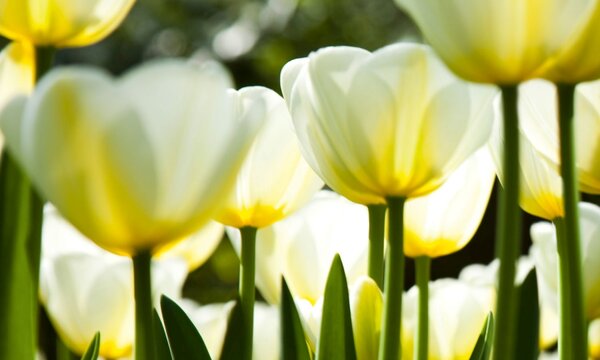 DIMEX | Dibond doska za kuchynskú linku | DBW-10060-009 Biele tulipány | 100 x 60 cm
