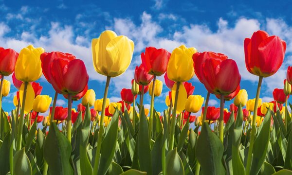DIMEX | Dibond doska za kuchynskú linku | DBW-10060-131 Pole tulipánov | 100 x 60 cm