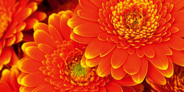 DIMEX | Dibond doska za kuchynskú linku | DBW-08040-059 Gerbera| 80 x 40 cm