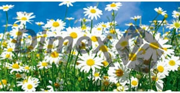 DIMEX | Obraz na skle | Sedmokrásky GL-60-003 | 60 x 30 cm