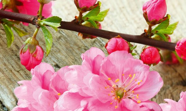 DIMEX | Dibond doska za kuchynskú linku | DBW-10060-053 Sakura | 100 x 60 cm