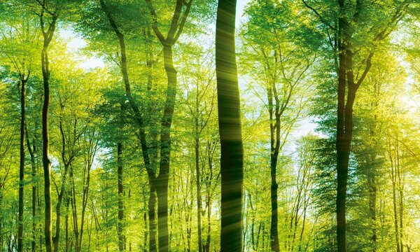 DIMEX | Dibond doska za kuchynskú linku | DBW-10060-189 Svieži zelený les | 100 x 60 cm