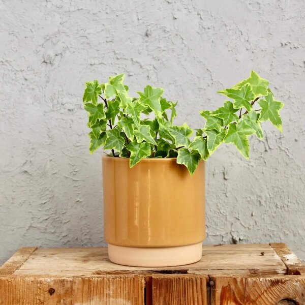 Kvetináč Eno Duo dusty ocher Ø 12 cm