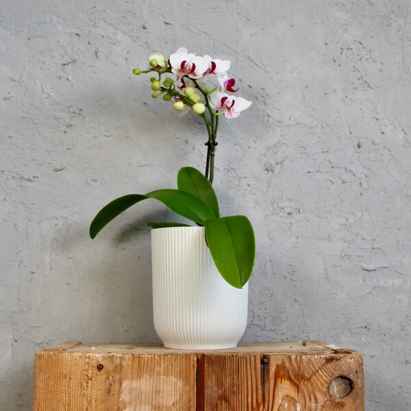 Elho plastový kvetináč Vibes Fold Orchid silky white Ø 13 cm