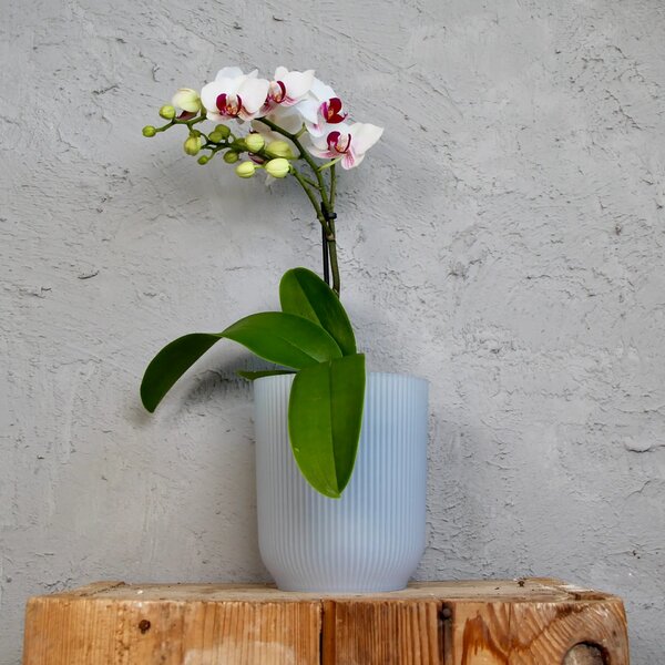 Elho plastový kvetináč Vibes Fold Orchid transparentný Ø 13 cm