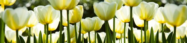DIMEX | Fototapeta do kuchyne Biele tulipány KI-260-009 | 260 x 60 cm | zelená, biela, žltá