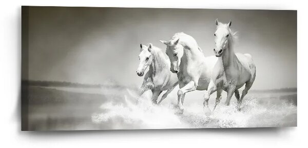 Sablio Obraz Biele kone - 110x50 cm