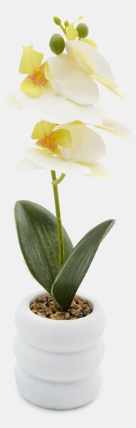 Sinsay - Dekoratívna rastlina v kvetináči – orchidea - biela