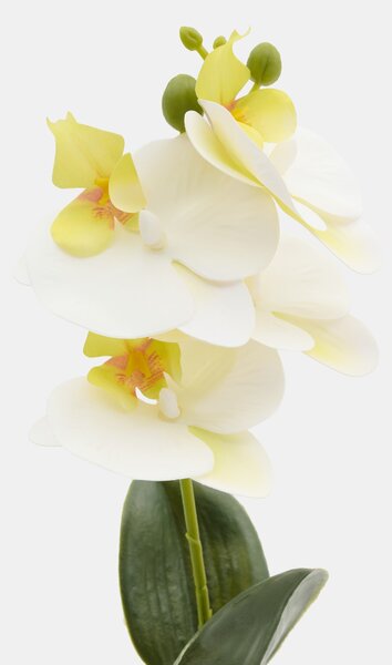 Sinsay - Dekoratívna rastlina v kvetináči – orchidea - biela