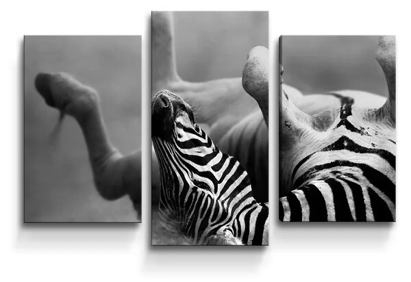 Sablio Obraz - 3-dílný Válajúca sa zebra - 75x50 cm