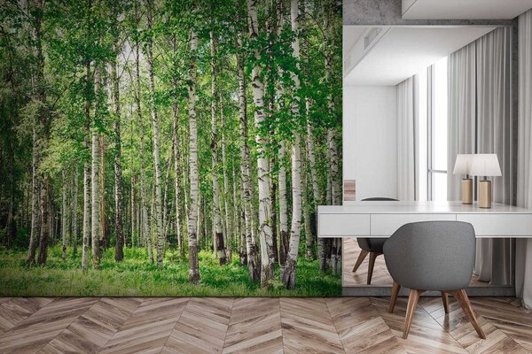 Tapety V letnom brezovom lese, Fototapety s lesom, Fototapety brezy, u52530 : Uwalls.sk