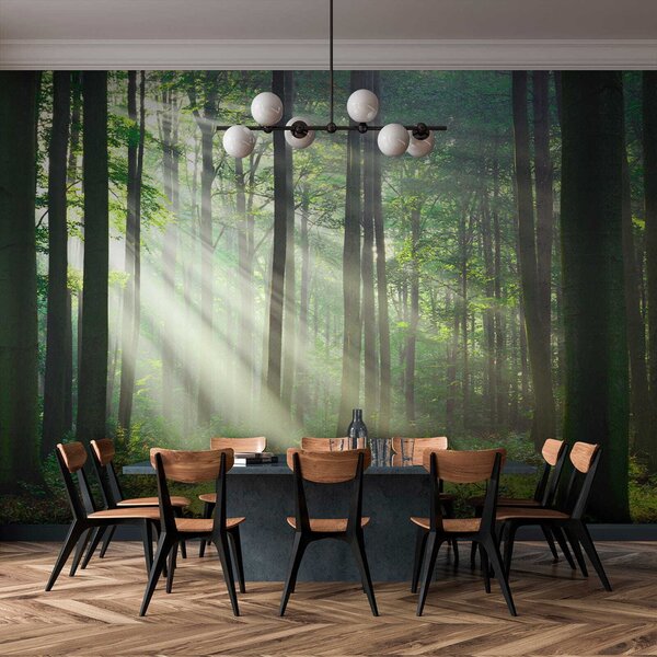 Tapety Slnko medzi stromami, Fototapety s prírodnými motívmi, u56787 : Uwalls.sk