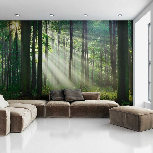 Tapety Slnko medzi stromami, Fototapety s prírodnými motívmi, u56787 : Uwalls.sk