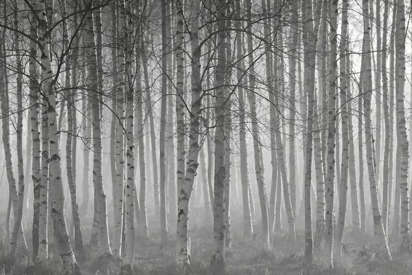 Tapety Ranná hmla v brezovom lese, Fototapety s lesom, Fototapety brezy, u58971 : Uwalls.sk