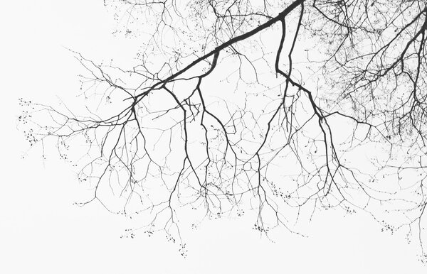 Tapety Holá silueta stromu, Fototapety s prírodnými motívmi, u72718 : Uwalls.sk