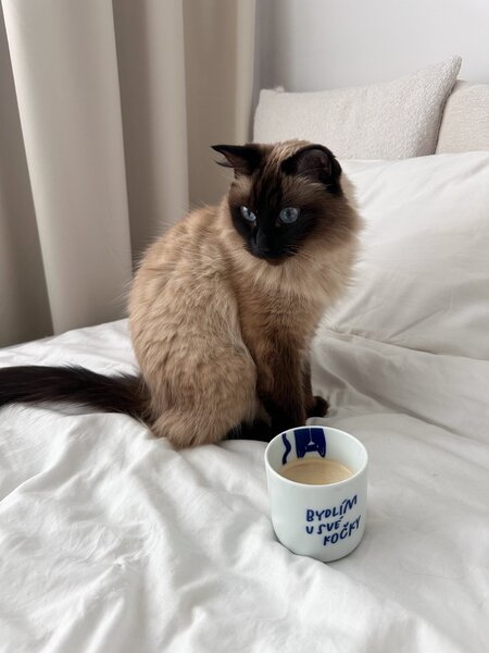 Porcelánový hrnček Bydlím u své kočky 270 ml