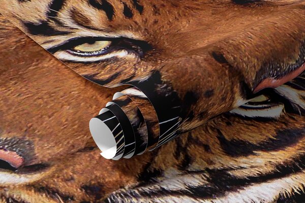 Tapety Tiger preráža múr, 3D fototapety, u97031 : Uwalls.sk