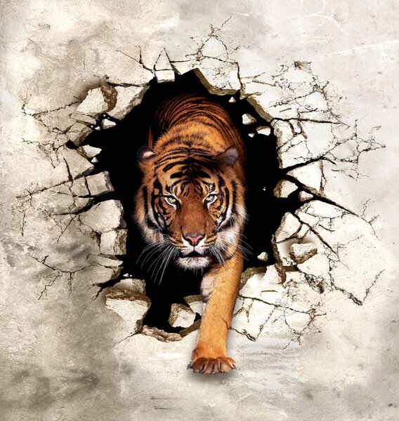 Tapety Tiger preráža múr, 3D fototapety, u97031 : Uwalls.sk