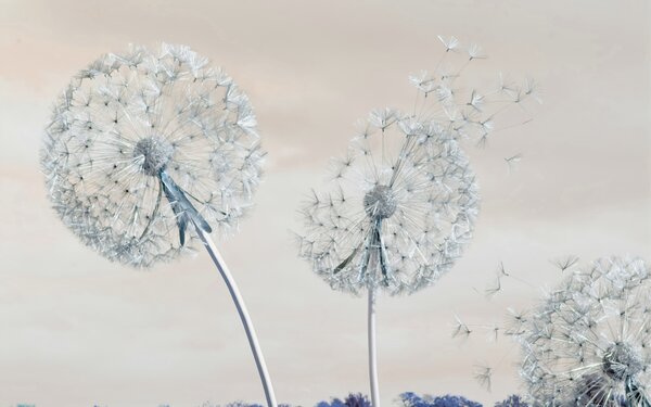 Tapety Rytmus a okamih, Fototapety s kvetmi, u44628v1 : Uwalls.sk