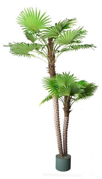 Palm Arenga Areka 250cm