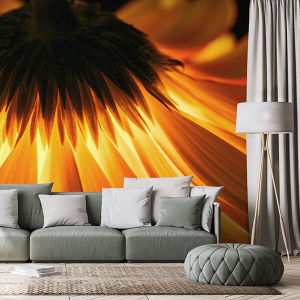 Fototapeta gerbera na tmavom pozadí