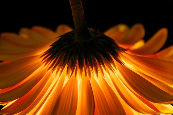 Fototapeta gerbera na tmavom pozadí