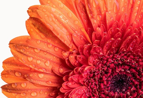 Fototapeta gerbera s kvapkami vody