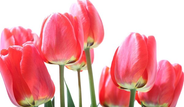 Fototapeta červené poľné tulipány