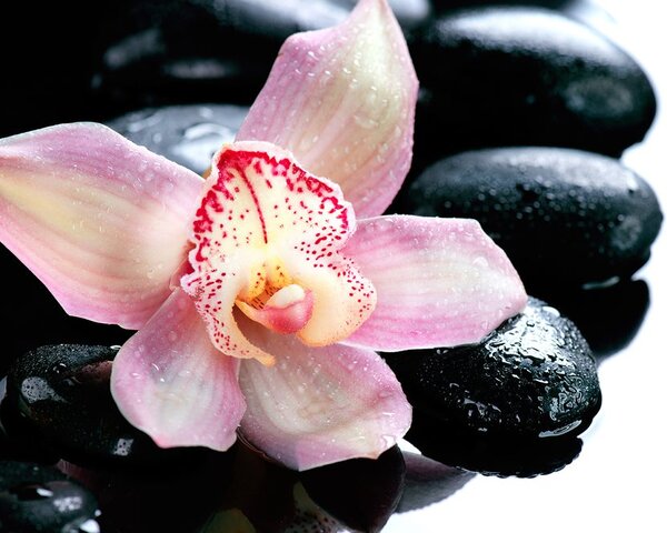 Fototapeta exotická orchidea